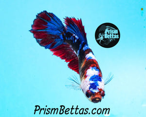 Marble Halfmoon Female Buy 4 Get 1 Free