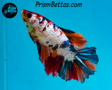 Load image into Gallery viewer, Rainbow Marble Halfmoon Female
