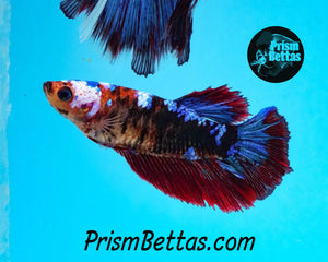 Marble Halfmoon Female Buy 4 Get 1 Free