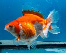 Load image into Gallery viewer, Orange and White Ryukin Male (5.5 inches) Imported from Thailand