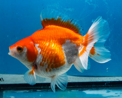 Orange and White Ryukin Male (5.5 inches) Imported from Thailand