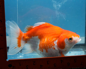 Orange and White Ryukin Male (5.5 inches) Imported from Thailand