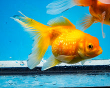 Load image into Gallery viewer, Yellow Pearlscale (3.5-4.25 inches)