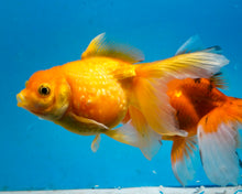 Load image into Gallery viewer, Yellow Pearlscale (3.5-4.25 inches)