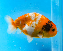 Load image into Gallery viewer, Tricolor Ranchu (3.75 inches) Imported from Thailand
