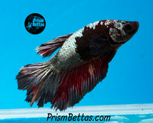 Load image into Gallery viewer, Copper Blacklight Halfmoon Female