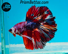 Load image into Gallery viewer, Rainbow Marble Halfmoon Male