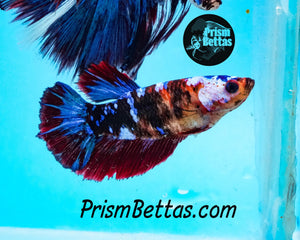 Marble Halfmoon Female Buy 4 Get 1 Free