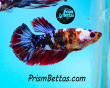 Load image into Gallery viewer, Marble Halfmoon Female Buy 4 Get 1 Free