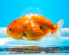 Load image into Gallery viewer, Tricolor Ranchu (3.75 inches) Imported from Thailand