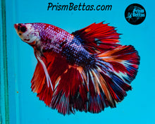Load image into Gallery viewer, Rainbow Marble Halfmoon Male