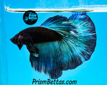 Load image into Gallery viewer, Blacklight Halfmoon Male
