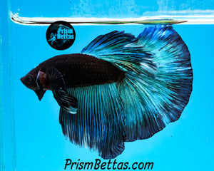 Blacklight Halfmoon Male