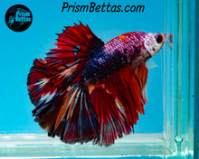 Load image into Gallery viewer, Rainbow Marble Halfmoon Male