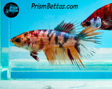 Load image into Gallery viewer, Candy Koi Crowntail Female