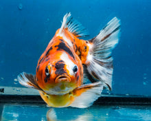 Load image into Gallery viewer, Calico Ryukin Male (5.5 inches) Imported from Thailand