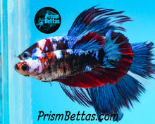 Load image into Gallery viewer, Marble Halfmoon Female Buy 4 Get 1 Free