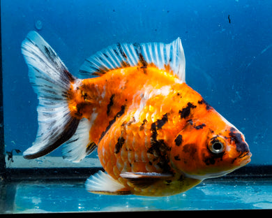 Calico Ryukin Male (5.5 inches) Imported from Thailand
