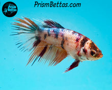 Load image into Gallery viewer, Candy Koi Crowntail Female