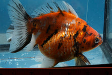 Load image into Gallery viewer, Calico Ryukin Male (5.5 inches) Imported from Thailand