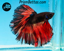 Load image into Gallery viewer, Orange Chocolate Rosetail Halfmoon Male
