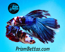 Load image into Gallery viewer, Marble Halfmoon Female Buy 4 Get 1 Free