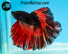 Load image into Gallery viewer, Orange Chocolate Rosetail Halfmoon Male