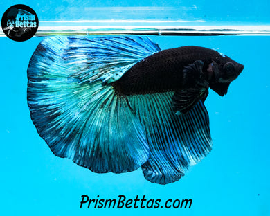 Blacklight Halfmoon Male