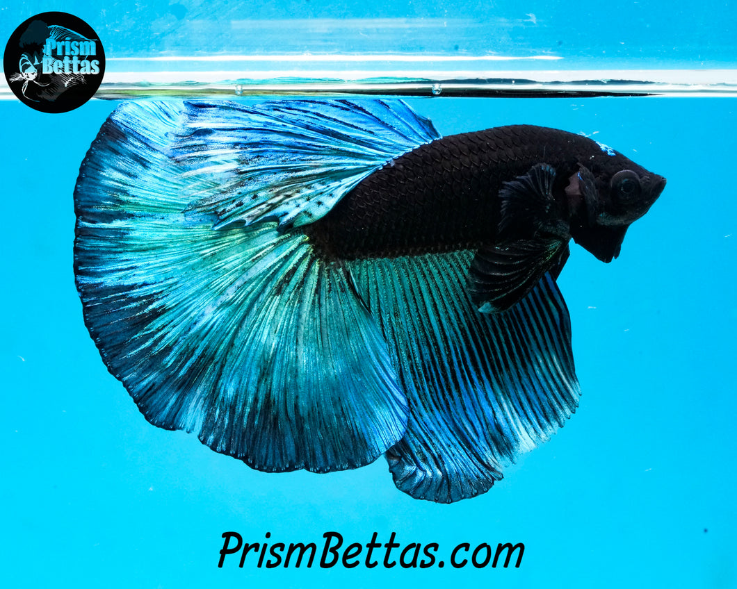 Blacklight Halfmoon Male