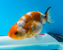 Load image into Gallery viewer, Tricolor Ranchu Female (3.25 inches) Imported from Thailand