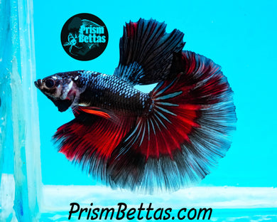 Black Devil Butterfly Halfmoon Male