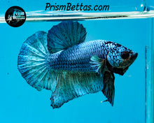 Load image into Gallery viewer, Turquoise Halfmoon Plakat Male