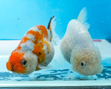 Load image into Gallery viewer, Tricolor Ranchu Female (3.25 inches) Imported from Thailand