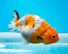 Load image into Gallery viewer, Tricolor Ranchu Female (3.25 inches) Imported from Thailand