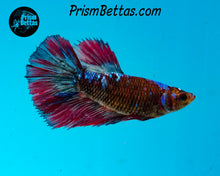Load image into Gallery viewer, Marble Halfmoon Female