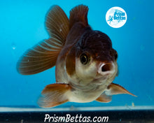 Load image into Gallery viewer, Black and White Shortbodied Oranda Male (3 inches nose to tail)