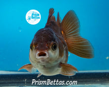 Load image into Gallery viewer, Black and White Shortbodied Oranda Male (3 inches nose to tail)