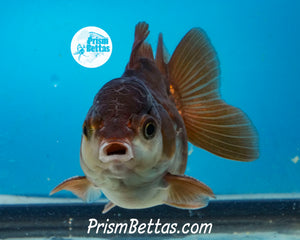 Black and White Shortbodied Oranda Male (3 inches nose to tail)