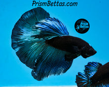 Load image into Gallery viewer, Blacklight Halfmoon Male