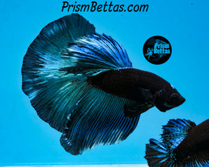 Blacklight Halfmoon Male