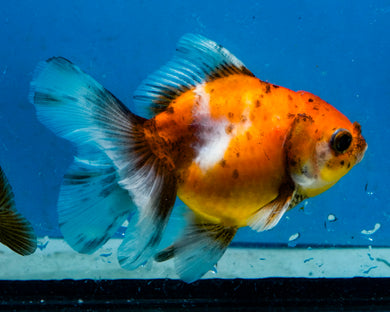 Calico Oranda  (3.5 inches) Imported from Thailand