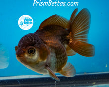 Load image into Gallery viewer, Black and White Shortbodied Oranda Male (3 inches nose to tail)