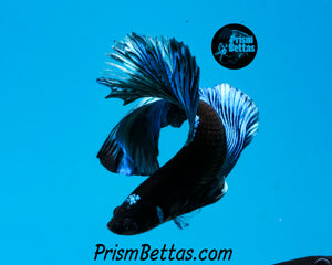 Blacklight Halfmoon Male