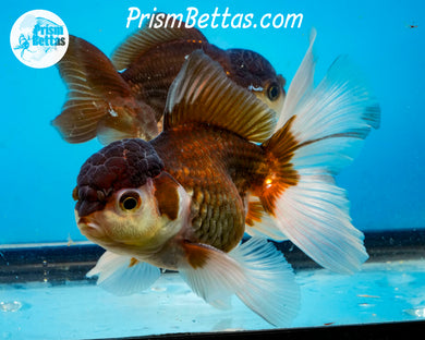 Tricolor Oranda Male (4 inches nose to tail)