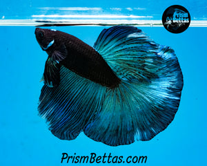 Blacklight Halfmoon Male
