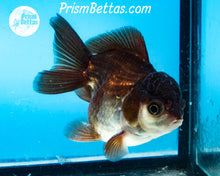 Load image into Gallery viewer, Black and White Shortbodied Oranda Male (3 inches nose to tail)