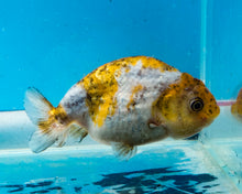 Load image into Gallery viewer, Blue Calico Ranchu (3.5 inches) Imported from Thailand