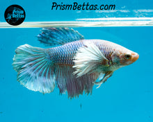 Load image into Gallery viewer, Purple Dumbo Halfmoon Female