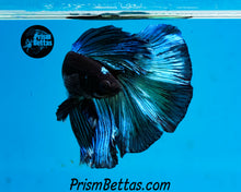 Load image into Gallery viewer, Blacklight Halfmoon Male