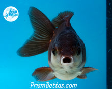 Load image into Gallery viewer, Black and White Shortbodied Oranda Male (3 inches nose to tail)